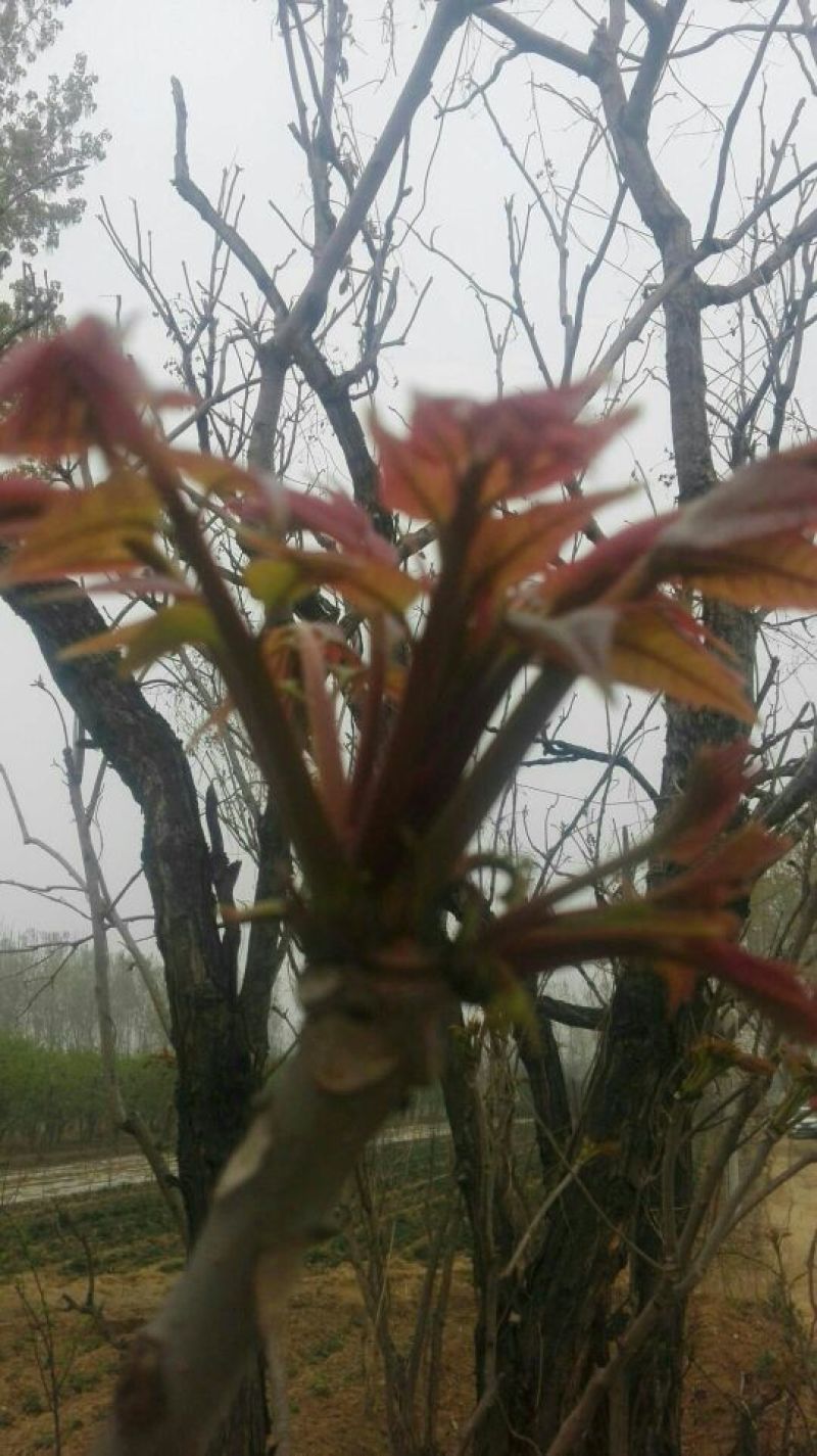 基地直销香椿苗1公分红油香椿苗批发价格山东大棚香椿苗基地