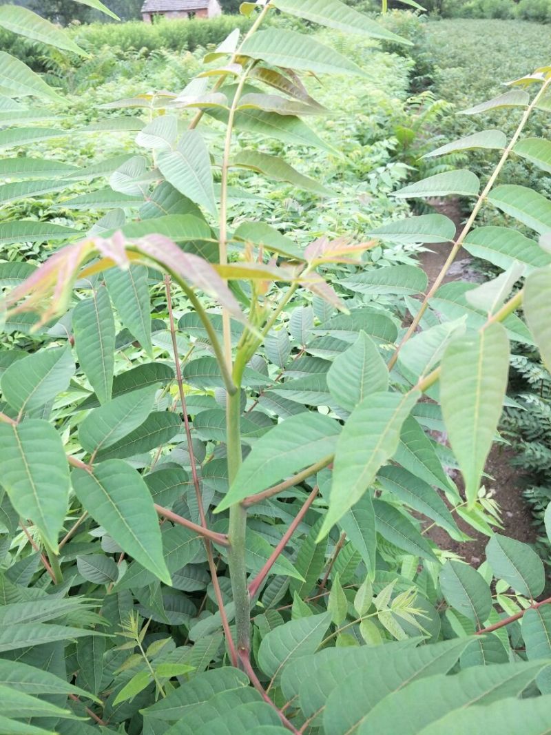 基地直销香椿苗1公分红油香椿苗批发价格山东大棚香椿苗基地