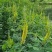 【热卖】猪屎豆种子，别名响铃豆，一手货源，价格美丽包服务