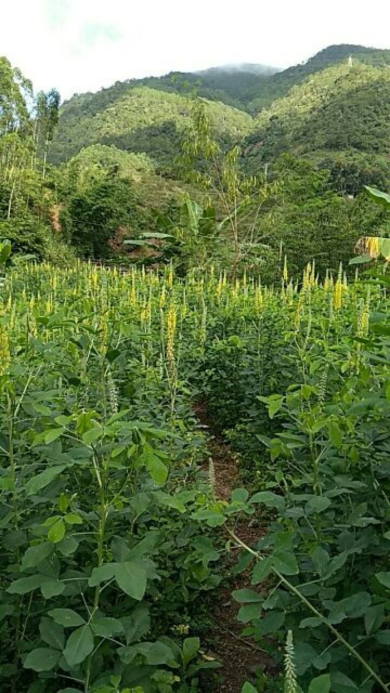 【热卖】猪屎豆种子，别名响铃豆，一手货源，价格美丽包服务