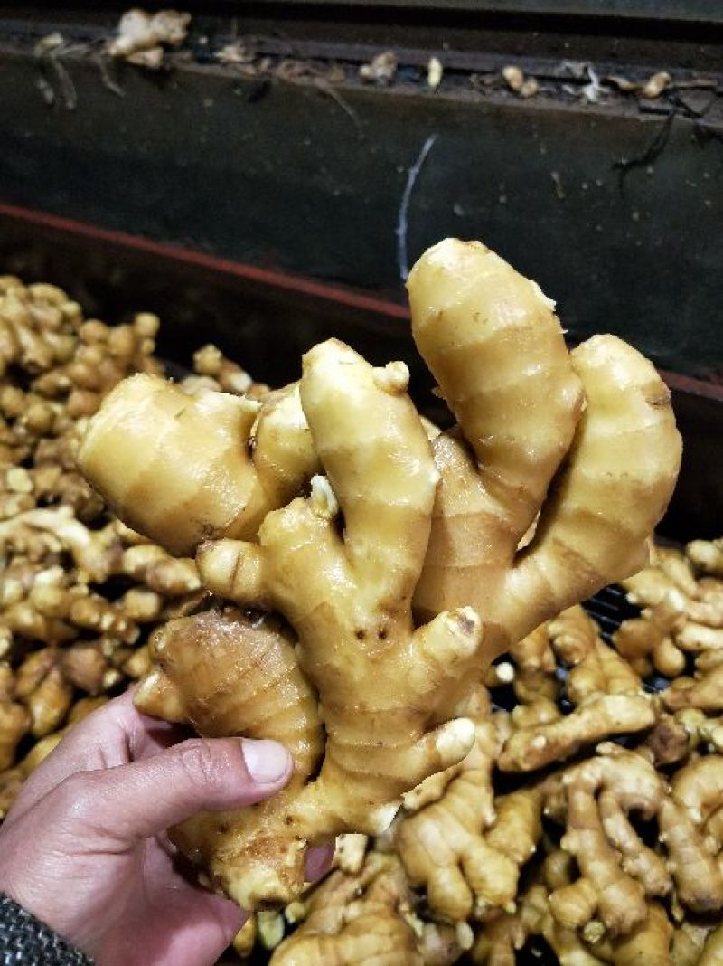 生姜，大黄姜，小姜山东生姜，生姜价格一手货源价优