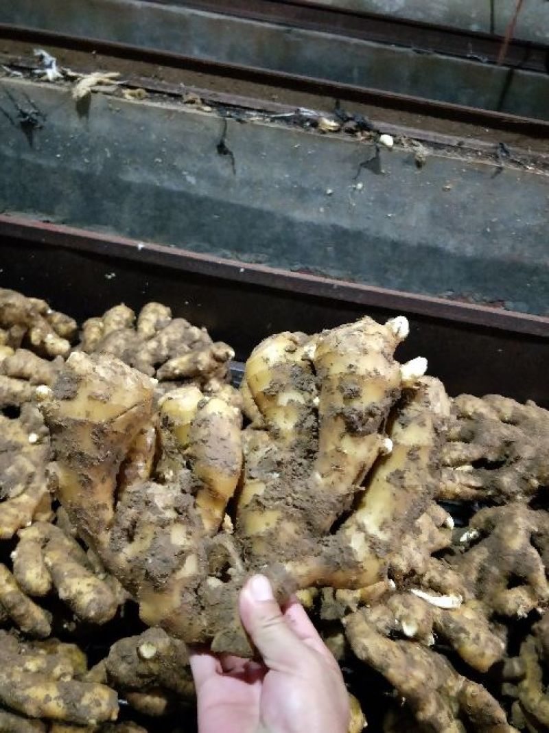 生姜，大黄姜，小姜山东生姜，生姜价格一手货源价优
