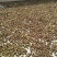 油茶籽上市了，保证质量，各位老板来看货，合作共赢。