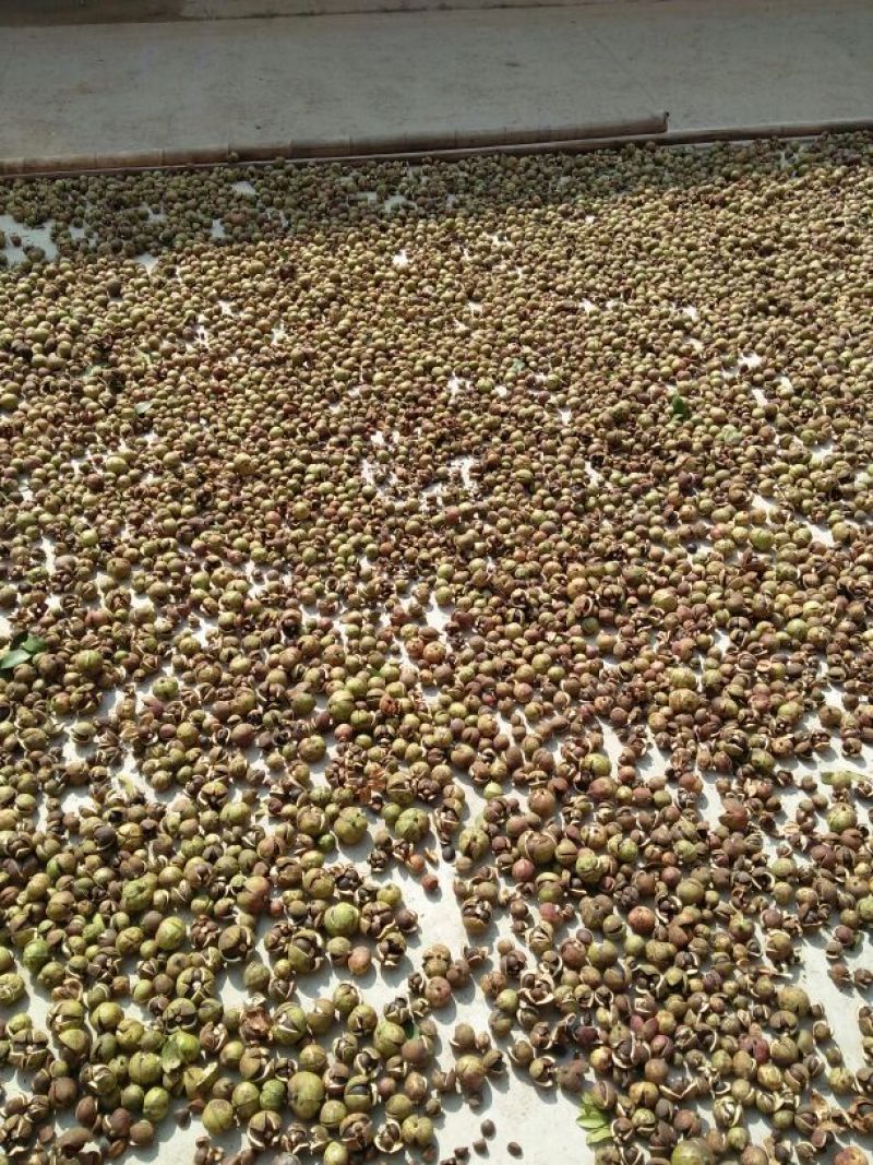 油茶籽上市了，保证质量，各位老板来看货，合作共赢。