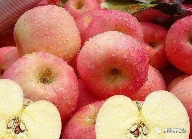 红富士苹果70mm以上膜袋