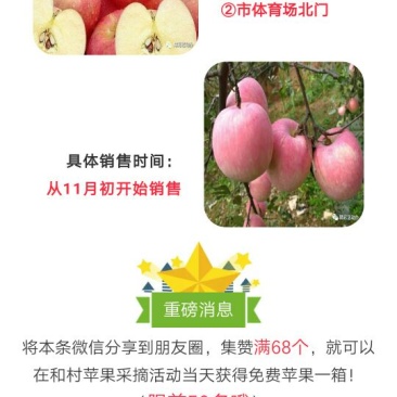 红富士苹果70mm以上膜袋
