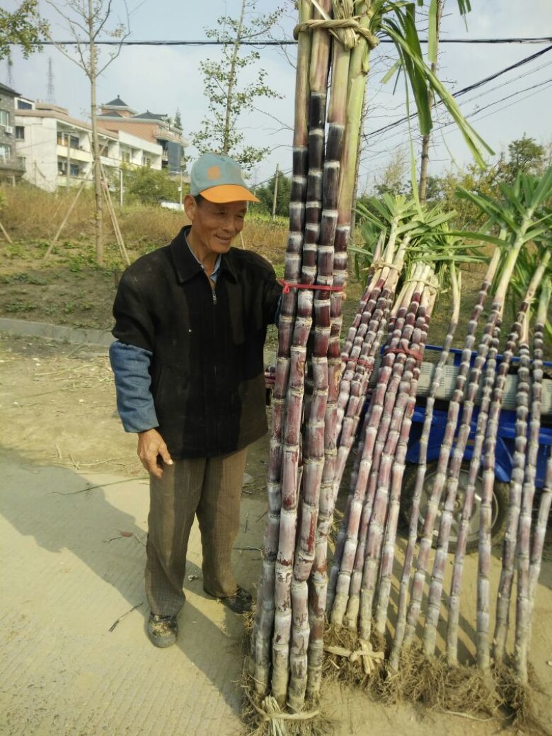 甘蔗4~6斤4~5cm1.5~2米