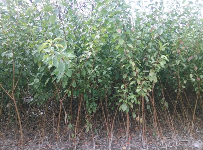 脆红李子苗，口感脆甜，极耐存运，提供种植技术