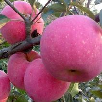 冰糖心红富士苹果树苗，水晶红富士苹果苗