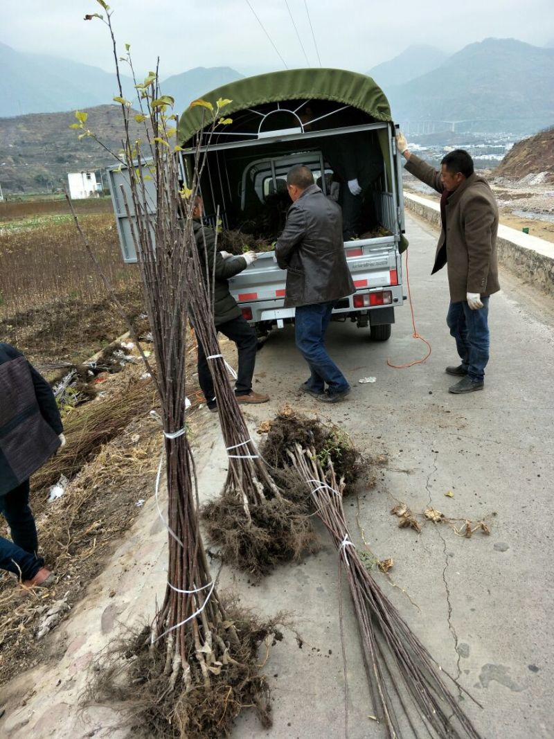 冰糖心红富士苹果树苗，水晶红富士苹果苗