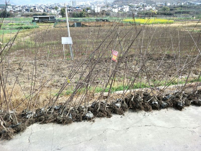 冰糖心红富士苹果树苗，水晶红富士苹果苗