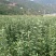 冰糖心红富士苹果树苗，水晶红富士苹果苗