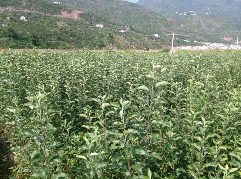 冰糖心红富士苹果树苗，水晶红富士苹果苗