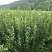 冰糖心红富士苹果树苗，水晶红富士苹果苗