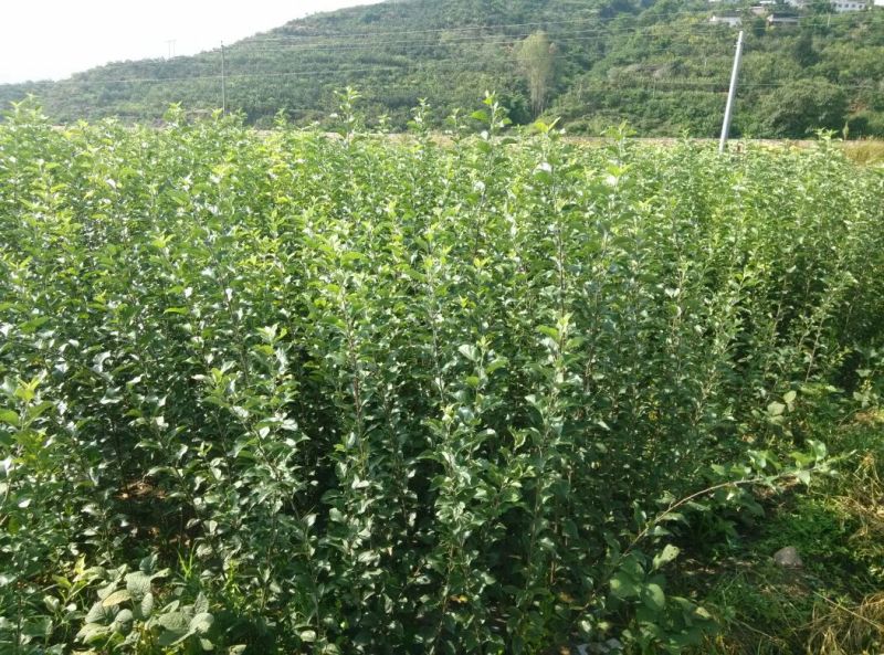 冰糖心红富士苹果树苗，水晶红富士苹果苗