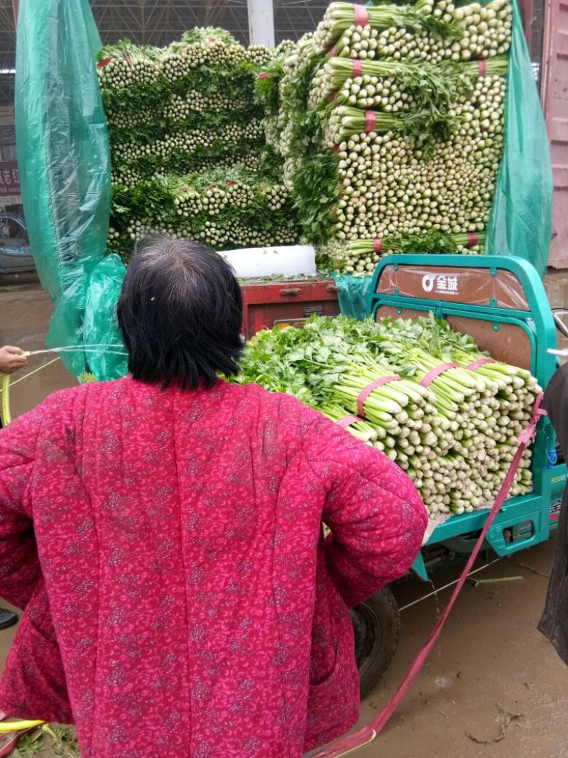 精品芹菜大量上市了，需要的联系。