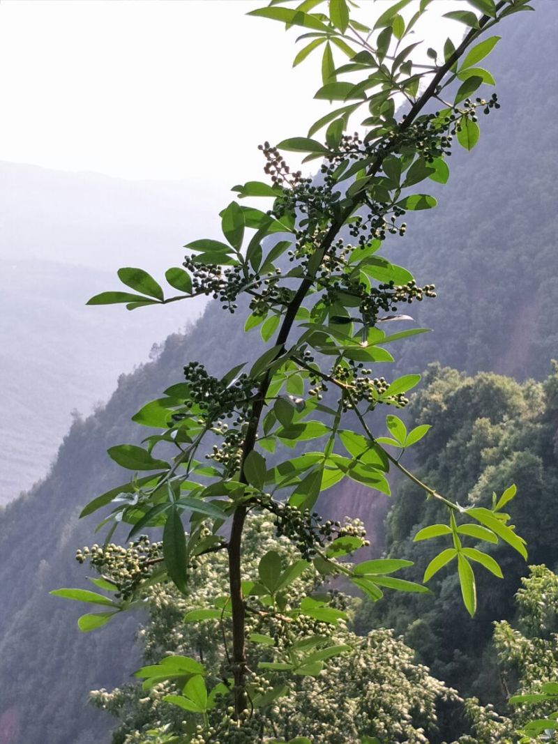 九叶青花椒苗，抗病虫强，产量高，寿命长。