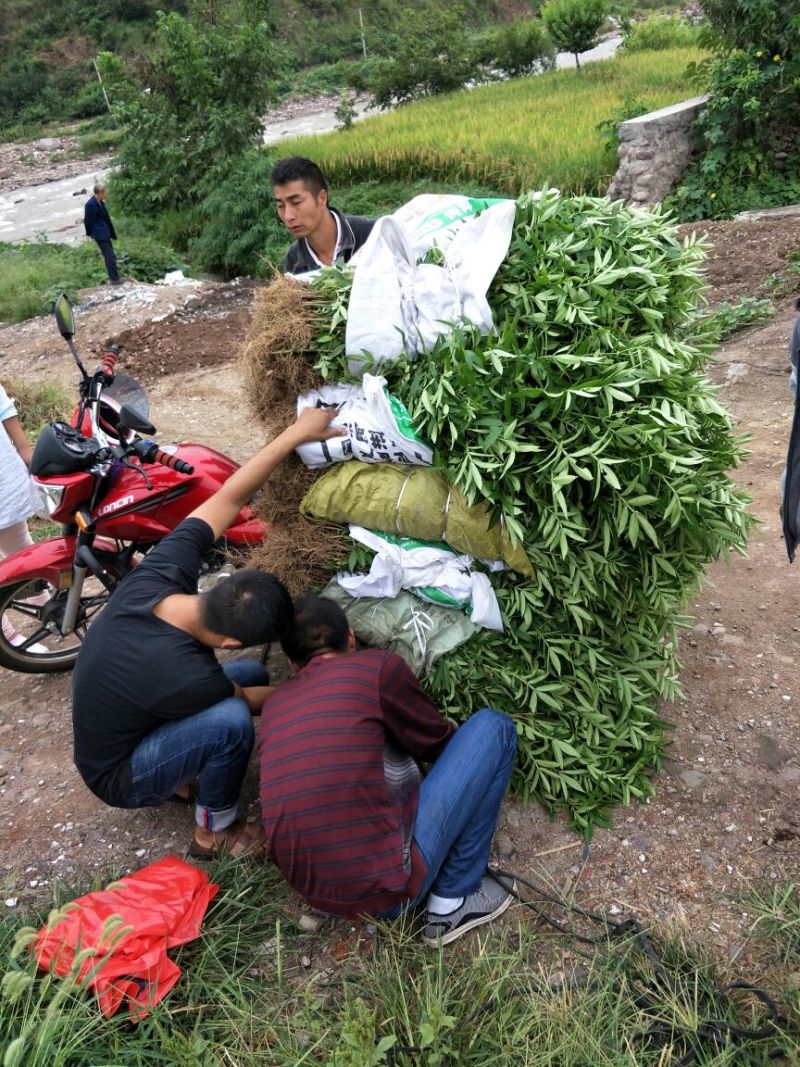 九叶青花椒苗，抗病虫强，产量高，寿命长。