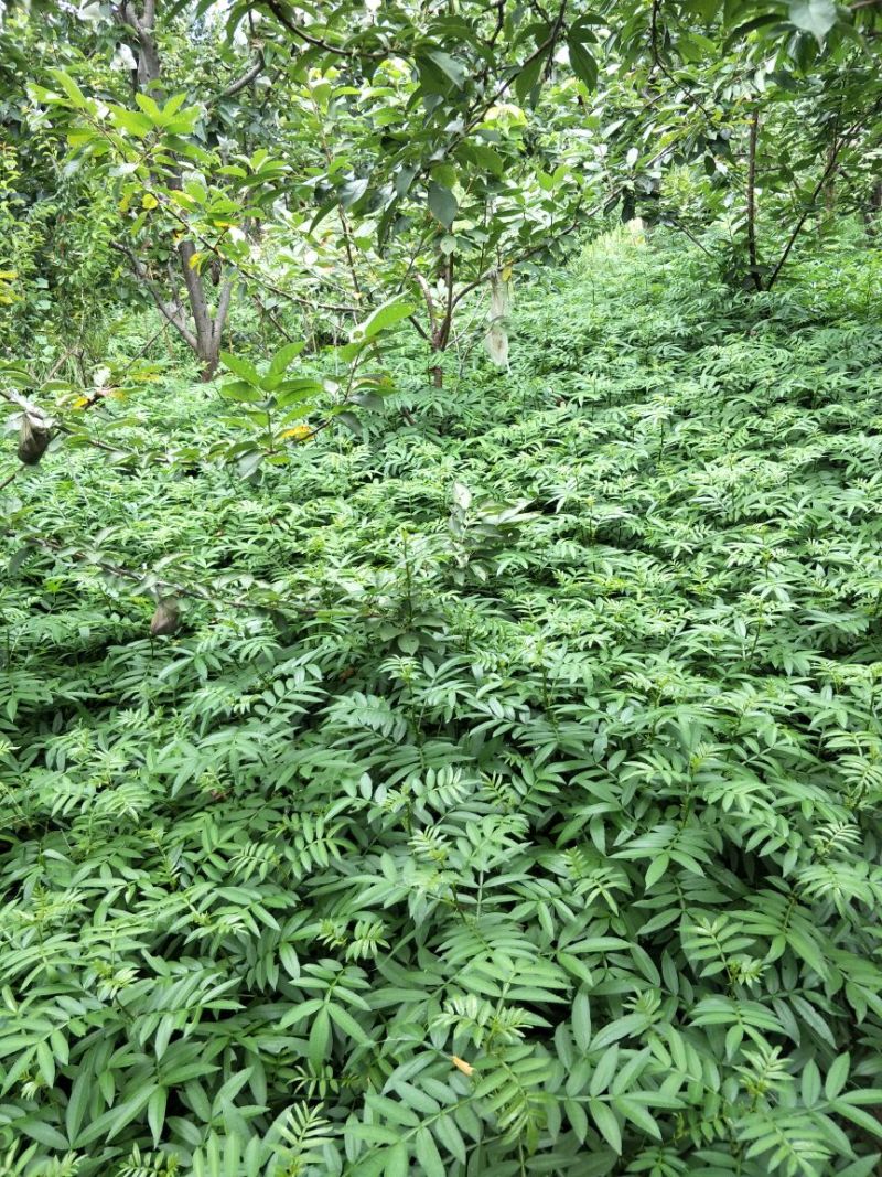 九叶青花椒苗，抗病虫强，产量高，寿命长。