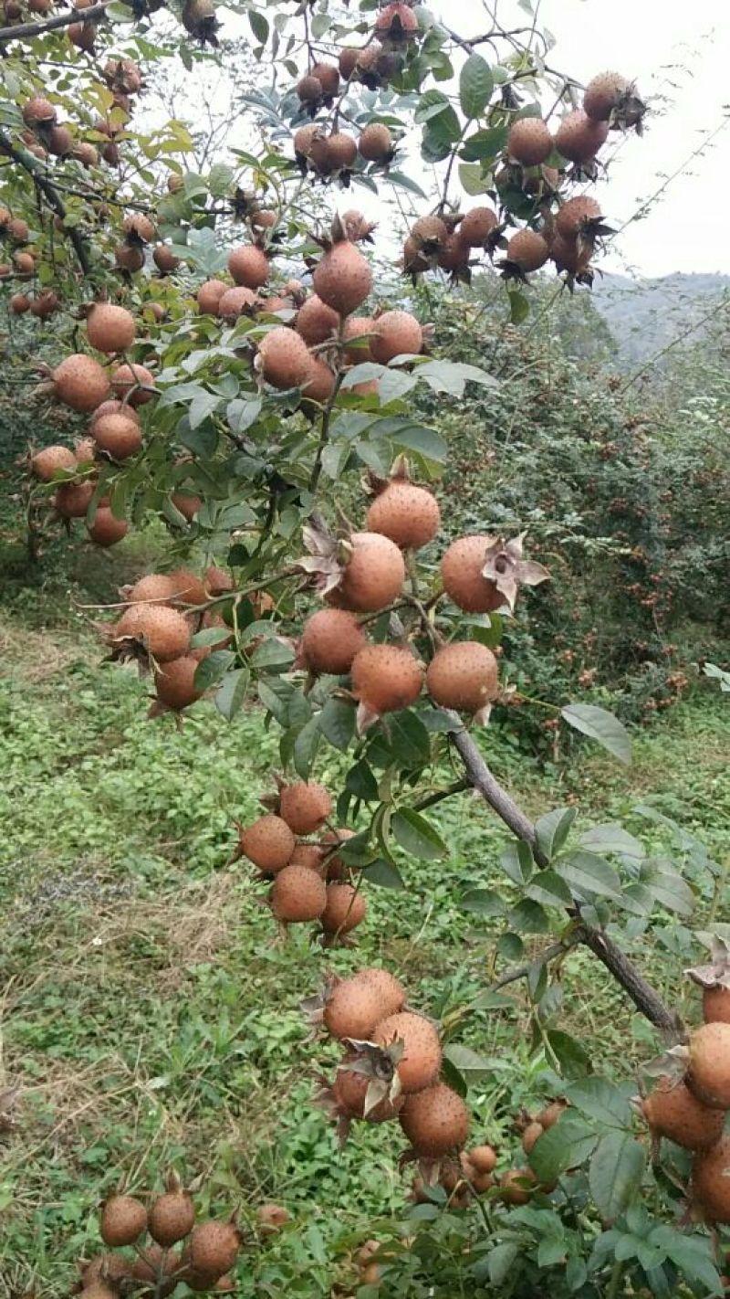 刺梨鲜