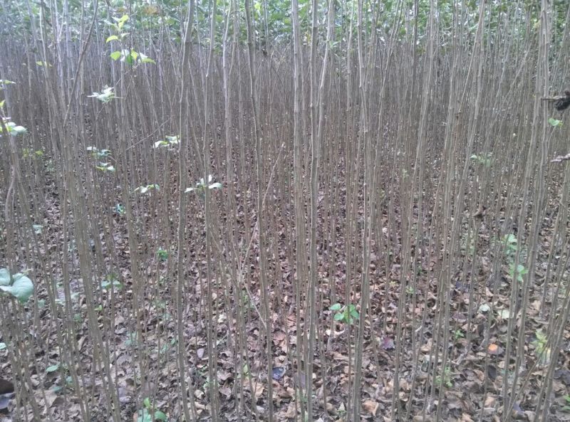 冰糖心红富士苹果树苗，水晶红富士苹果苗