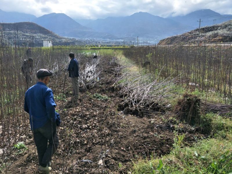 冰糖心红富士苹果树苗，水晶红富士苹果苗