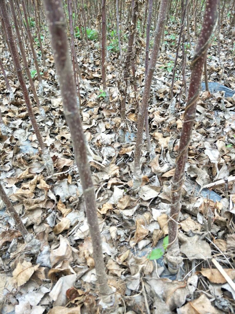冰糖心红富士苹果树苗，水晶红富士苹果苗