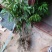 无核荔枝苗2年嫁接苗包售后种植技术指导