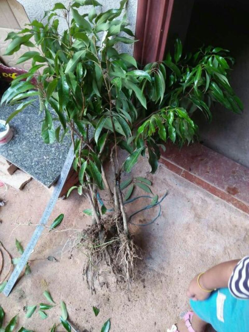 无核荔枝苗2年嫁接苗包售后种植技术指导