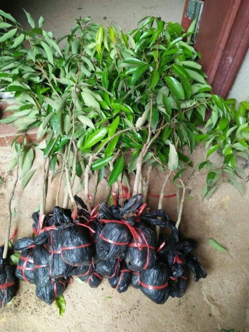 无核荔枝苗2年嫁接苗包售后种植技术指导