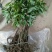 无核荔枝苗2年嫁接苗包售后种植技术指导