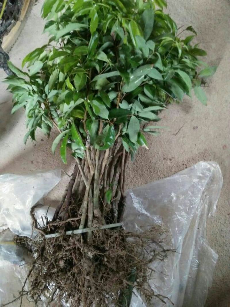 无核荔枝苗2年嫁接苗包售后种植技术指导