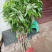 无核荔枝苗2年嫁接苗包售后种植技术指导