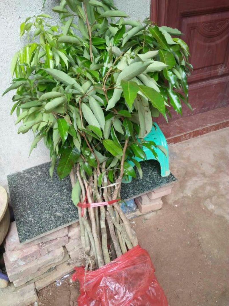 无核荔枝苗2年嫁接苗包售后种植技术指导