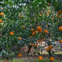 奉节脐橙65mm以下