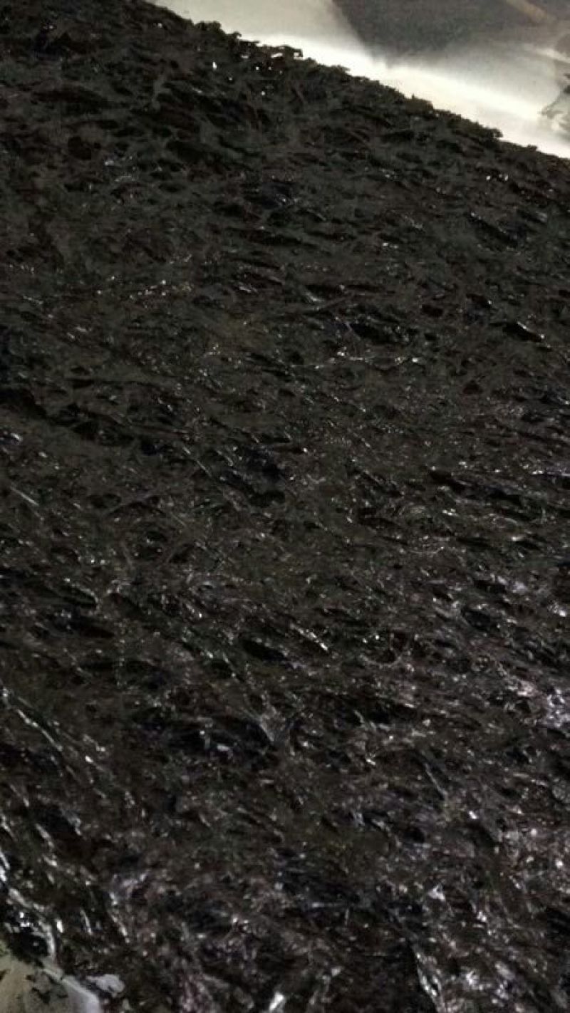霞浦紫菜人工养殖头水