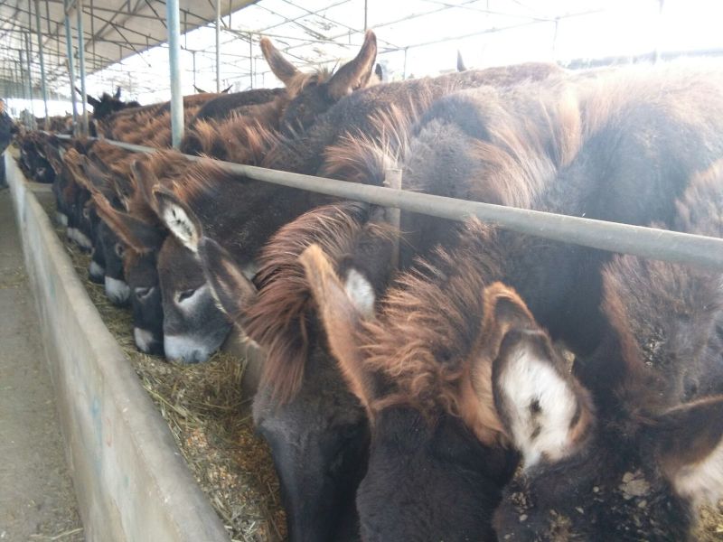 肉驴驴苗关东驴德州驴包运输品种齐全价格优惠