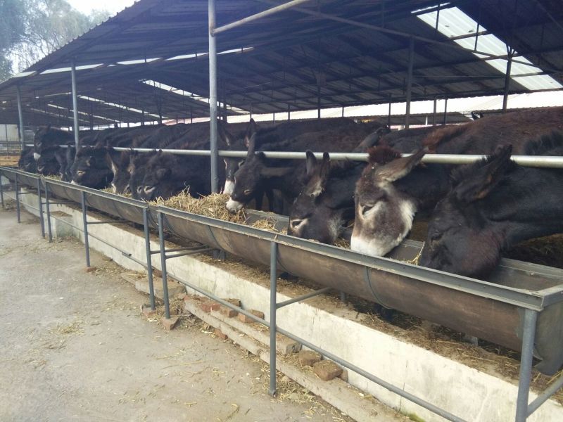 肉驴驴苗关东驴德州驴包运输品种齐全价格优惠