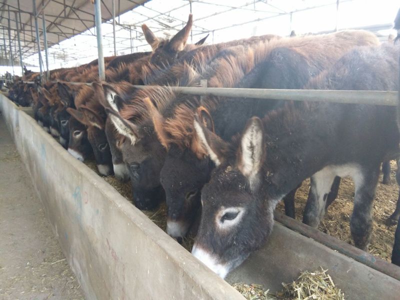 肉驴驴苗关东驴德州驴包运输品种齐全价格优惠
