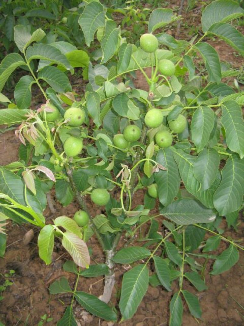 核桃苗二年苗150~200cm