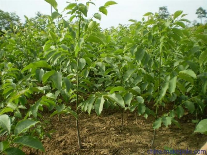 核桃苗二年苗150~200cm