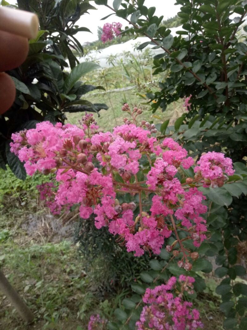 紫薇