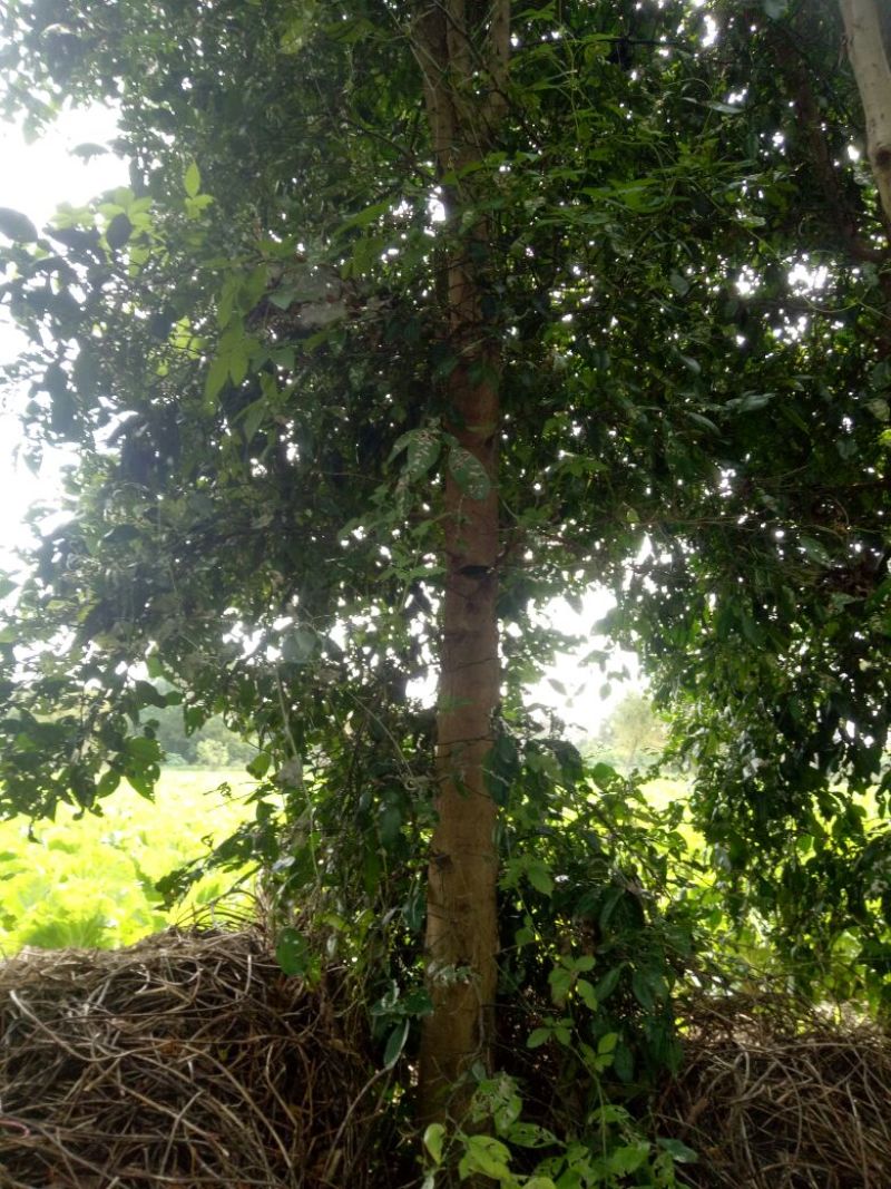 香橼树10~20cm