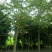 香橼树10~20cm