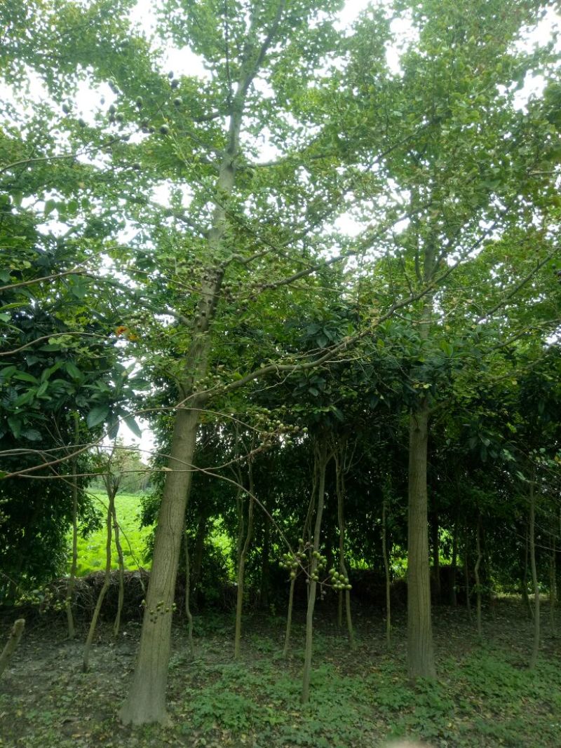 香橼树10~20cm