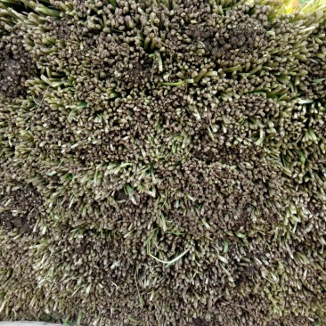 韭菜头茬