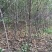 红富士苹果树苗150cm以上