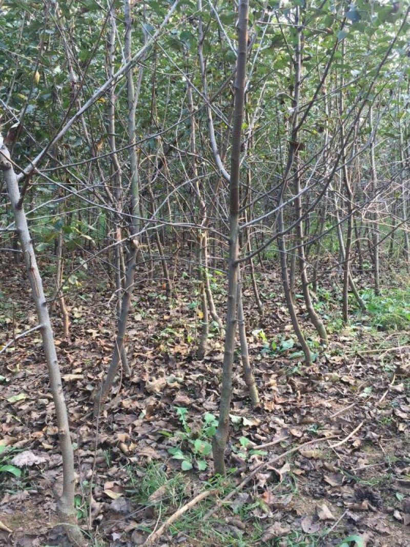 红富士苹果树苗150cm以上