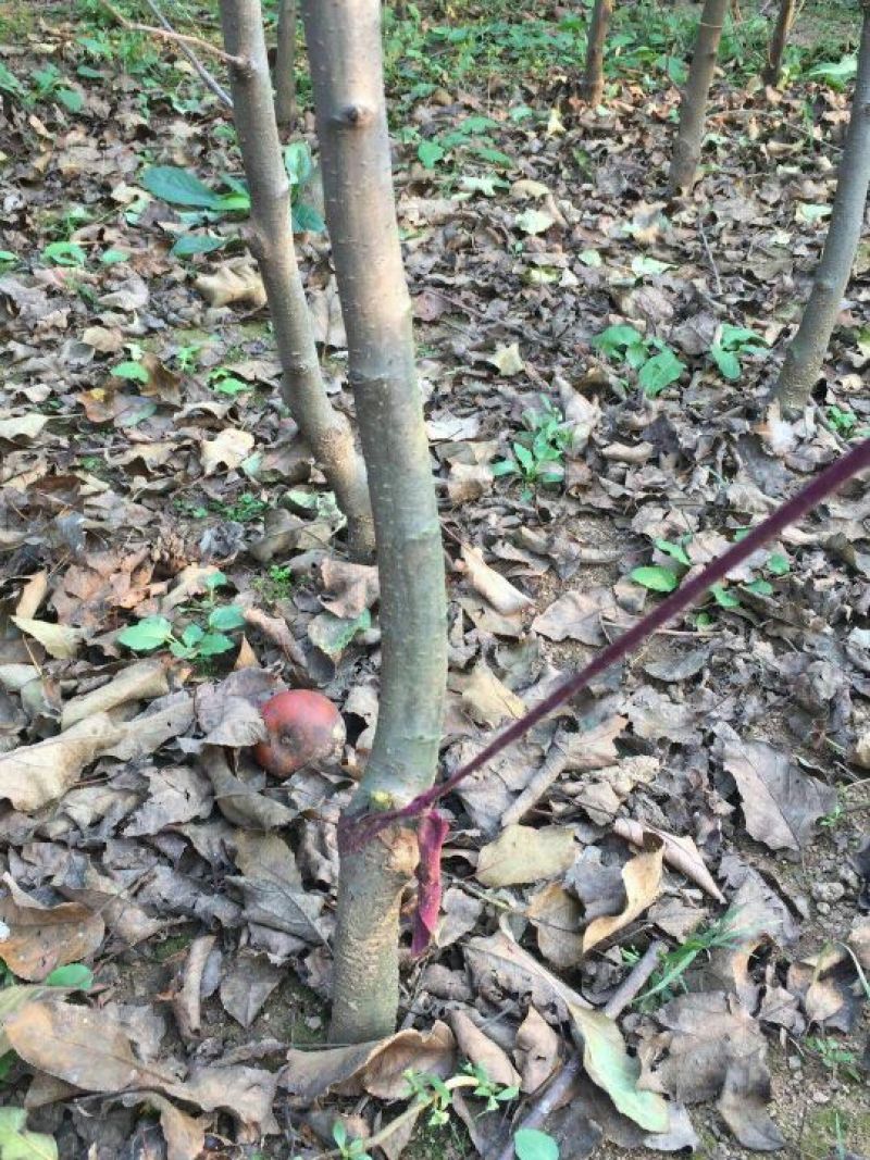 红富士苹果树苗150cm以上