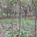 红富士苹果树苗150cm以上